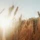 Spikelets of Wheat Prick in the Wind. The Setting Sun Shines Through the Wheat.   Video - VideoHive Item for Sale