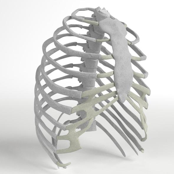 Anatomy - Human Rib Cage by FrancescoMilanese | 3DOcean