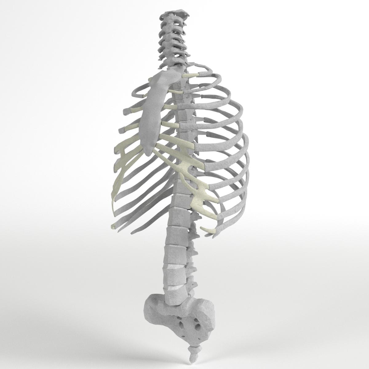 Anatomy - Torso and Rib Cage bones by FrancescoMilanese | 3DOcean