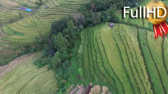 Flight Over Rice Terraces and Fields