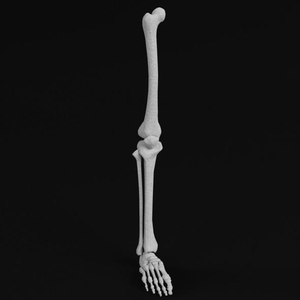 Anatomy - Leg and Foot bones - 3DOcean Item for Sale