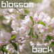 Blossoming Spring Garden - VideoHive Item for Sale
