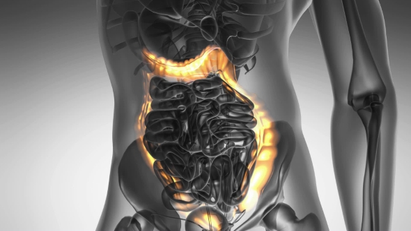 Anatomy Scan of Human Colon, Motion Graphics | VideoHive
