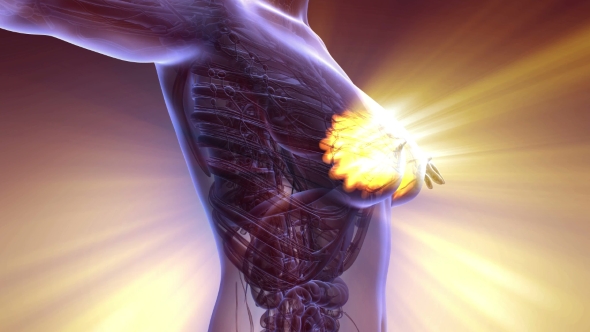 Mammar Inmotion Human Body with Visible Glow Mammary Gland, Motion Graphics | VideoHive