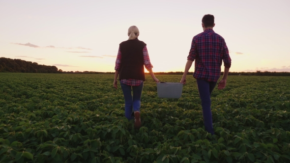 Mom and His Son Work Together in the Field, Harvesting. Carrying Baskets alt
