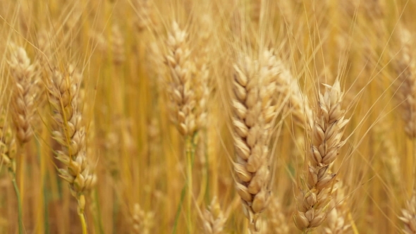 Ears of Wheat