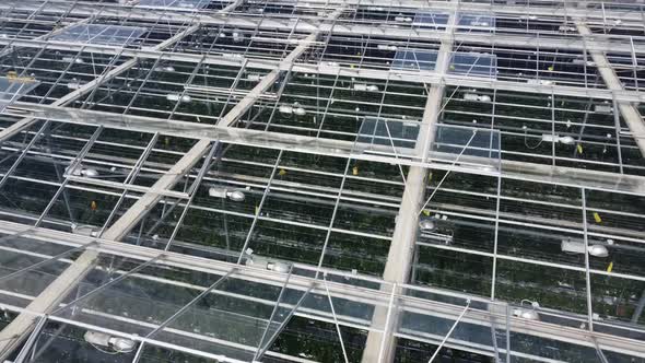 Flying over a huge greenhouse for growing tomatoes.  alt