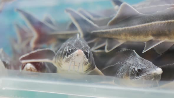 Live Fresh Fish in the Supermarket Closeup Through the Glass of the Aquarium