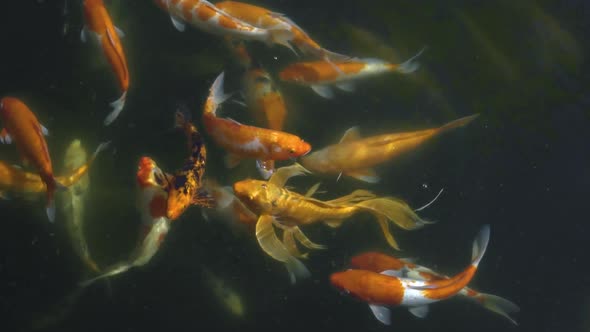 Beautiful Colorful Koi Fishes Close Up View Swimming in Dirty Water Pond. alt
