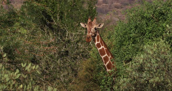 Reticulated Giraffe, giraffa camelopardalis reticulata, Samburu park in Kenya, Real Time 4K alt