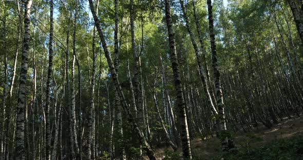 Birch forest near Le Plan de Monfort, the Cevennes National park, Lozere department, France alt