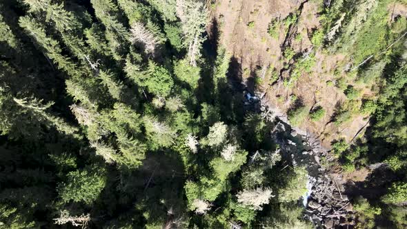 Looking down upon tall evergreen trees on a winding creek in a deep forest canyon, aerial alt