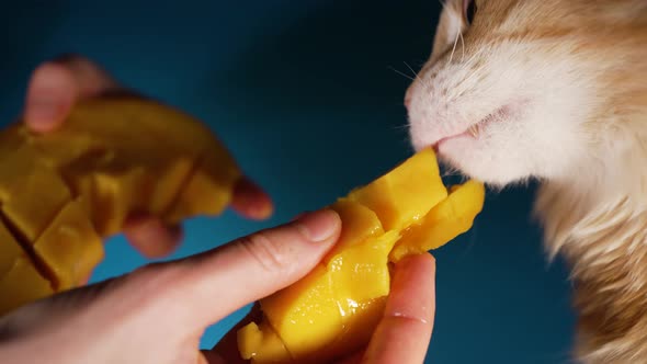 Man Owner Gives Fresh Chopped Mango to Domestic Red Cat alt
