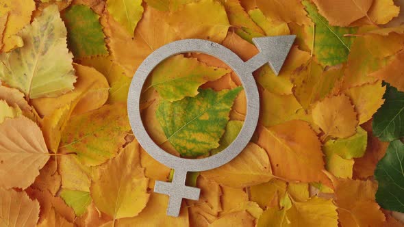 The symbol of gender equality in silver color rotates against the background of autumn leaves alt