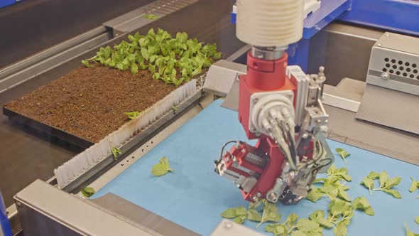Automated planting process using advanced robot for planting leaves in trays alt