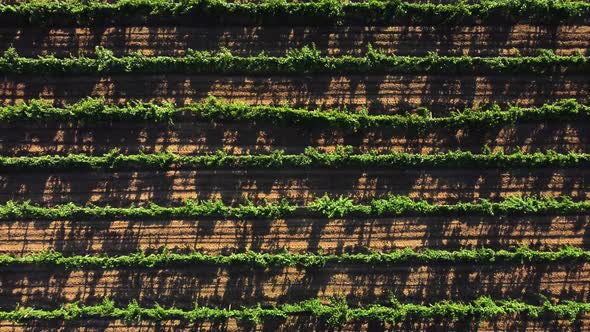 Vineyard View From the Air alt