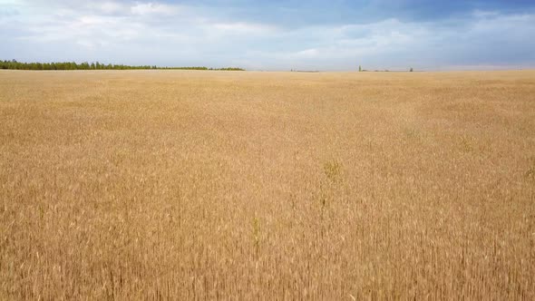 Rye Wheat Field Nature
