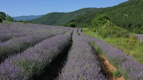 Sunny Field of Lavender