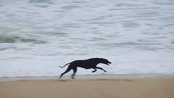 Greyhound running on the Spanish beach in Costa Brava alt
