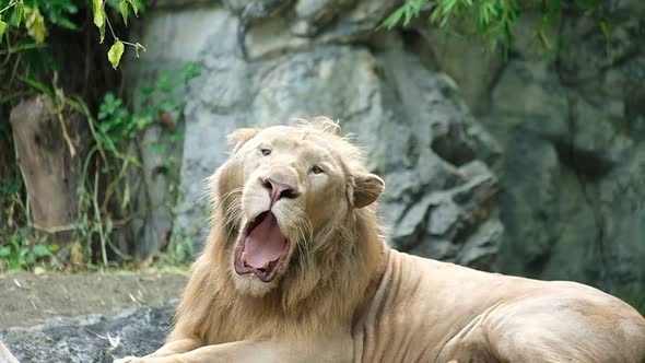 Lion having a yawn showing mouth, teeth and tongue.Slow motion