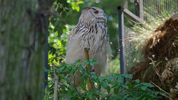 closeup 4k video of a male Siberian eagle owl, a large bird of prey, sitting on a branch and flying alt