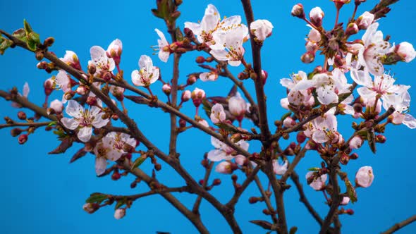 White Flowers Blossoms on the Branches Cherry Tree alt
