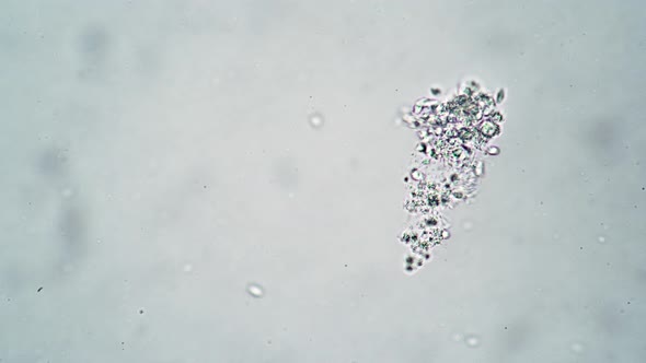 A Group of Ciliate Feeds By Moving Very Quickly Microcosm Background alt