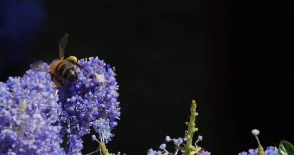 Orange, citrus sinensis, Slice Falling on Water and splashing, against White Background alt