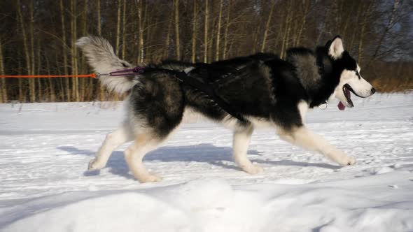 Siberian Huskies in race competitions