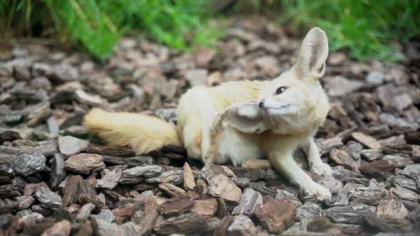Close-up of an African Fennec fox scratching its ear alt