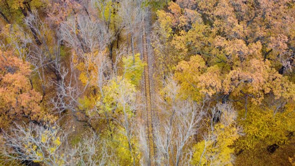 Aerial railway line in vivid yellow autumn forest