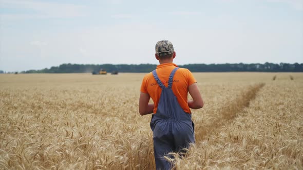 Farmer observing harvesting process. Combine works in field. Dry wheat and rural landscape. alt