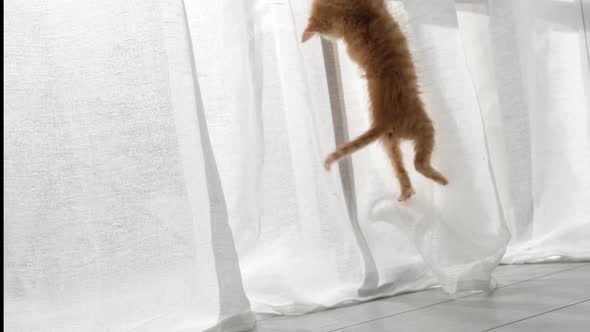 Two Curious Kittens Cats Playing with White Curtains Hanging Jump Up Hidden at Home alt