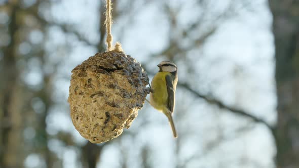 WIDE SHOT 60FPS SLOMO, A great tit lands on an empty pine cone and eats alt