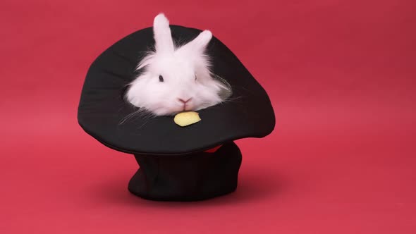 White Cute Rabbit Sits in a Black Hat