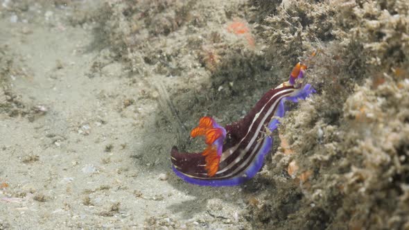 Vibrant coloured Nudibranch sea sluges slowly along on a coral reef structure. Underwater view alt