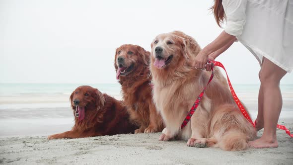Group of Golden retriever dogs resting on the beach in the morning