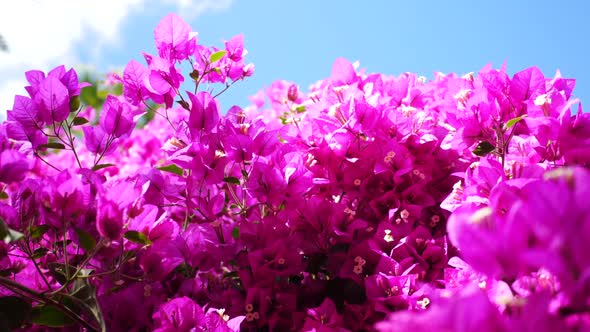 Purple Tree Flowers 2