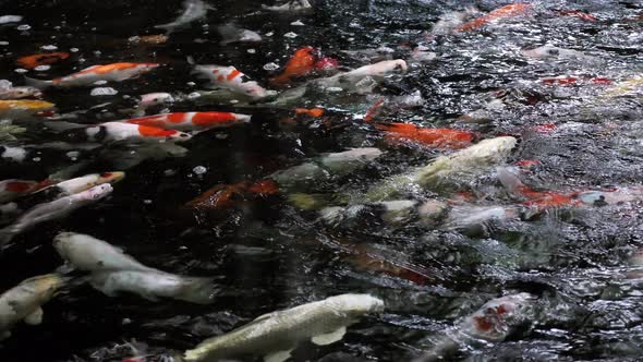 A colorful variety of ornamental Koi - Carp fishes also know as Kohaku, Sanke, and Showa, swimming g alt