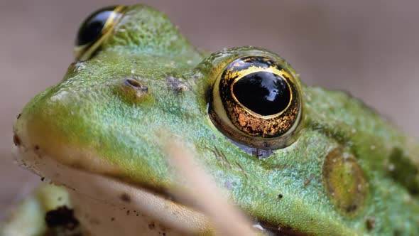Frog Funny Looks at Camera. Portrait of Green Toad Sits on the Sand alt
