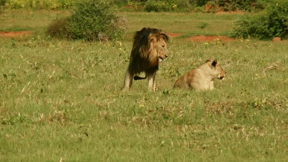 Lion Love – Mating Lions II alt