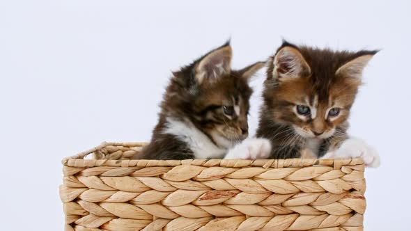Striped Grey Kittens Playing in a Basket on a White Background alt