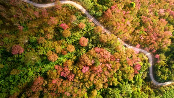An aerial view from a drone over the Himalayan Cherry tree in a beautiful forest alt