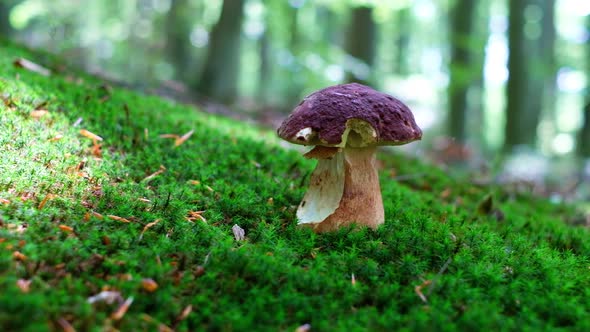 White Mushroom in Summer Forest