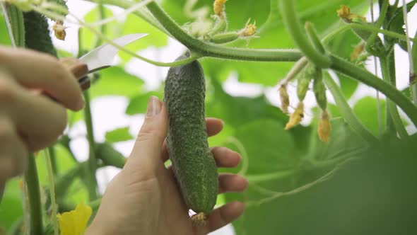 Woman Picks Cucumbers in Greenhouse