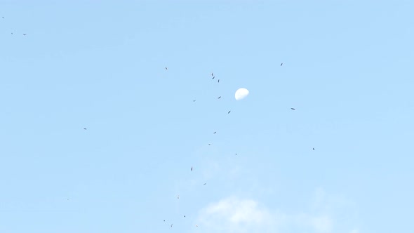 Flock of kites, hawks and vultures circling high, blue sky with moon background alt