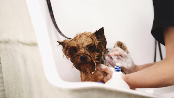 Washing York in the Bathroom alt