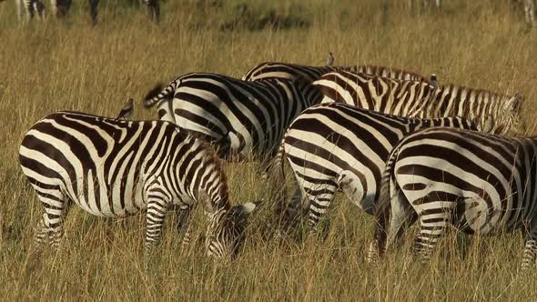 Zebras Feeding