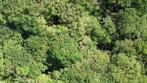 Birdseye aerial tracking upwards above Wistman's wood, an old ancient moorland wood. Dartmoor, Engla alt