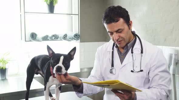 Mature Male Veterinarian Petting Cute Boston Terrier Puppy Examining Papers alt
